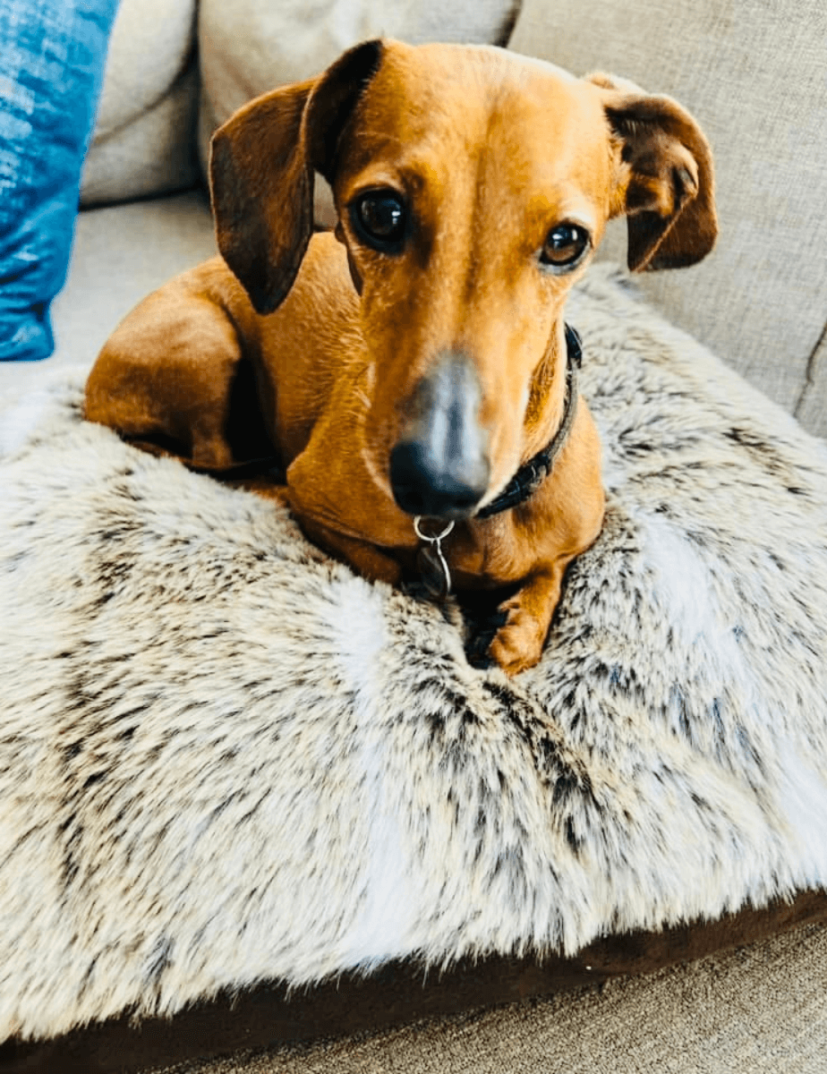 Miss Snuggly